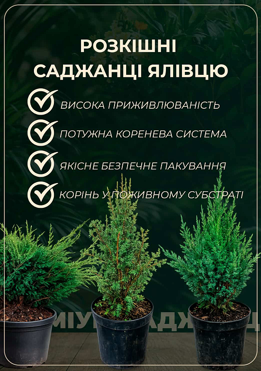 Можжевельник виргинский "Blue Cloud" С3, высота 20-25см