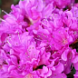 Азалия 2-х летняя японская "Geisha Purple" вазон С2, высота 15-30см цена