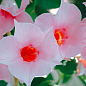 Дипладения (Mandevilla) "Classic Cream Pink" (цветущая лиана)