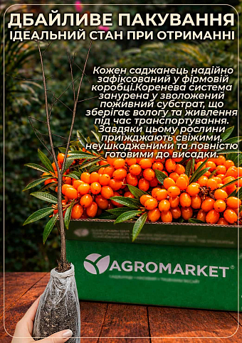 Облепиха "Медовая" (мальчик+девочка) комплект 2шт (средний срок созревания) - фото 3