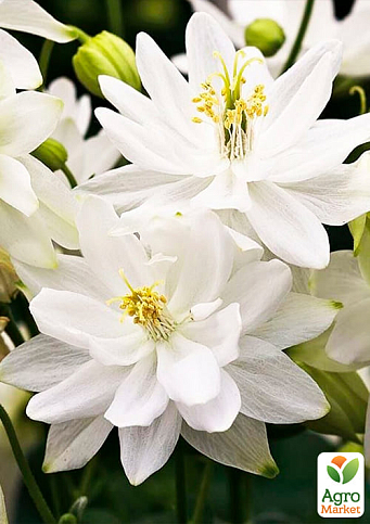 Аквилегия махровая "White Barlow" 1шт в упаковке - фото 2