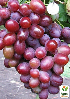Виноград вегетирующий "Подарок Ирине" 1