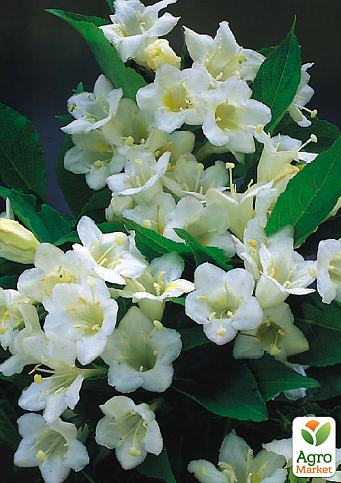 Вейгела "Candida" (Біло квітуча)