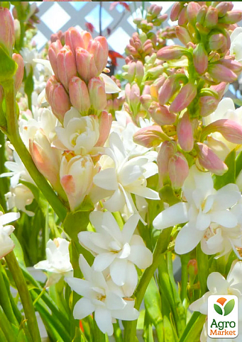 Тубероза "The Pearl" (Царица Ароматов) размер 10+ - фото 3