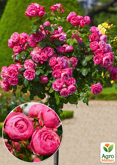 Окулянти Троянди на штамбі «Pomponella»2