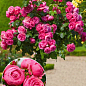 Окулянти Троянди на штамбі «Pomponella»