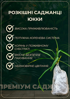 Юкка Треккуліанська (легко формується штамб) 1 саджанець в упаковці6