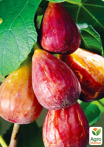 Інжир карликовий "Little Miss Figgy" (солодкий, високоврожайний, ранній сорт)