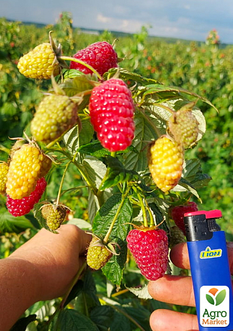 Малина ремонтантная "Мапема" (крупноплодный, ранний, транспортабельний сорт)