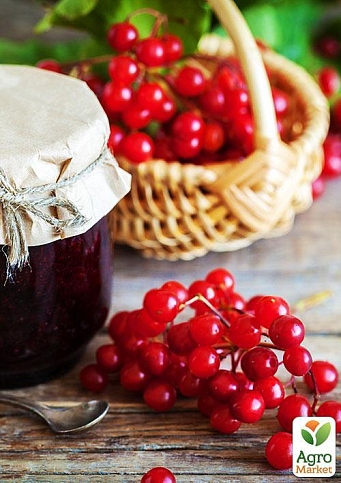 Калина червона