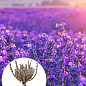 Лаванда английская узколистная "Сиреневый туман" (Рurple Haze)