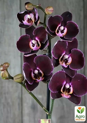 Орхидея Super Mini (Phalaenopsis) "Wine"