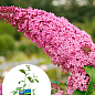 LMTD Буддлея Давида "Royal Pink" висота 35-50см
