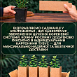Жимолость "Синий банан" (высокоурожайный, крупноплодный сорт) цена