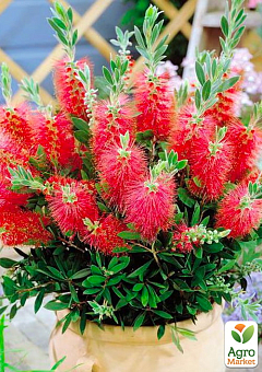Каллистемон лимонный "Splendens"11