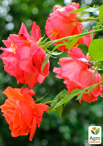 Троянда плетиста "Мейнтауер" (Maintower) (саджанець класу АА+) вищий сорт - фото 4