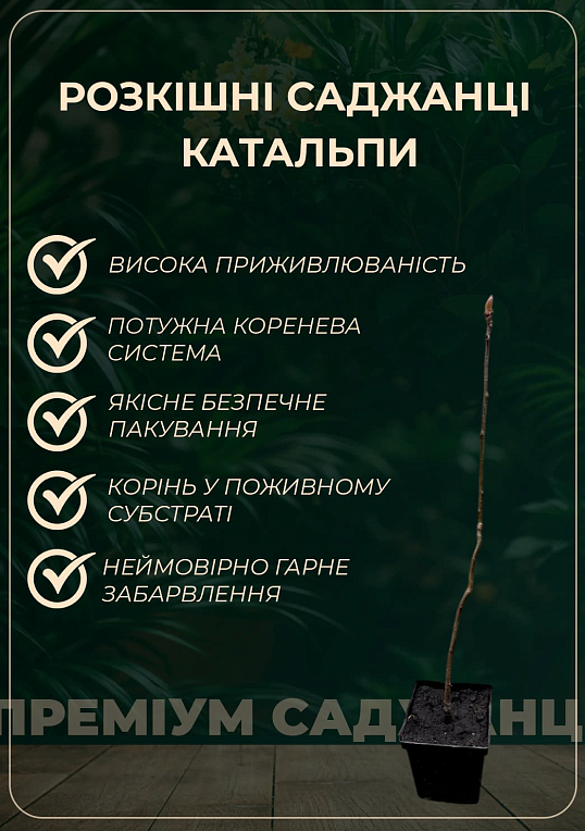 Катальпа обыкновенная - фото 5