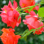 Троянда плетиста "Мейнтауер" (Maintower) (саджанець класу АА+) вищий сорт