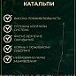 Катальпа обыкновенная