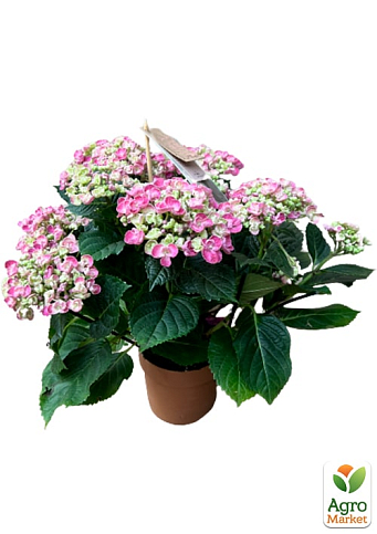 LMTD Гортензия крупнолистная кудрявая цветущая 2-х летняя "Curly Wurly Pink" (25-35см) - фото 5