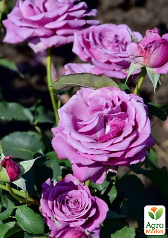 Роза штамбовая "Blue Parfum" (саженец класса АА+) высший сорт - фото 2