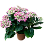 LMTD Гортензия крупнолистная кудрявая цветущая 2-х летняя "Curly Wurly Pink" (25-35см)