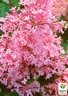 Бузок Мейєра інвітро "Пінк Парфум" (Pink Parfum) вазон С1,52