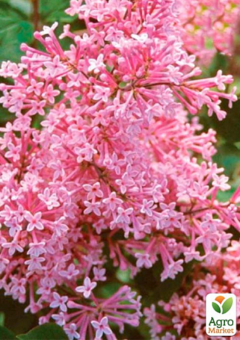 Бузок Мейєра інвітро "Пінк Парфум" (Pink Parfum) вазон С1,5