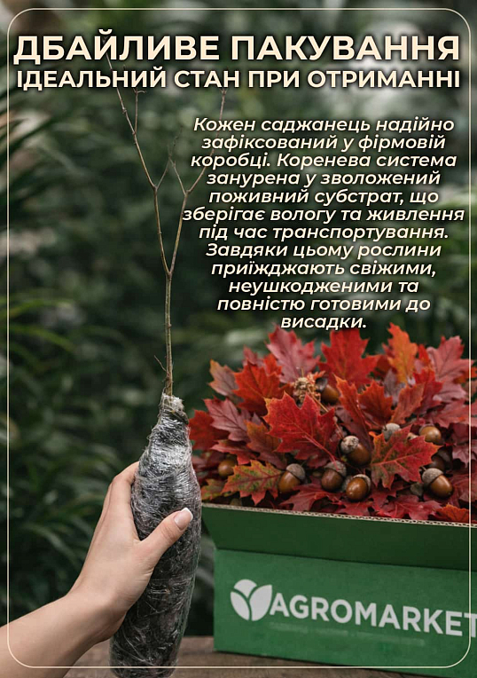 Дуб Фастигиата "Koster" высота 120-140см