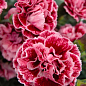 Гвоздика Махровая "Sugar Plum" 