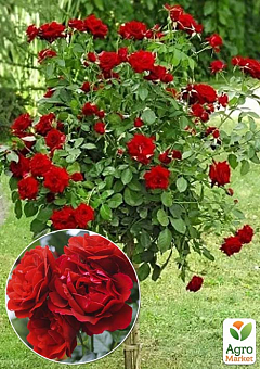 Роза штамбовая Спрей "Red cascade" (саженец класса АА+) высший сорт1