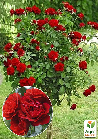 Роза штамбовая Спрей "Red cascade" (саженец класса АА+) высший сорт