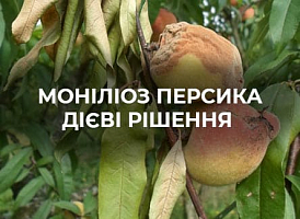 Мониліоз персика | Agro-market