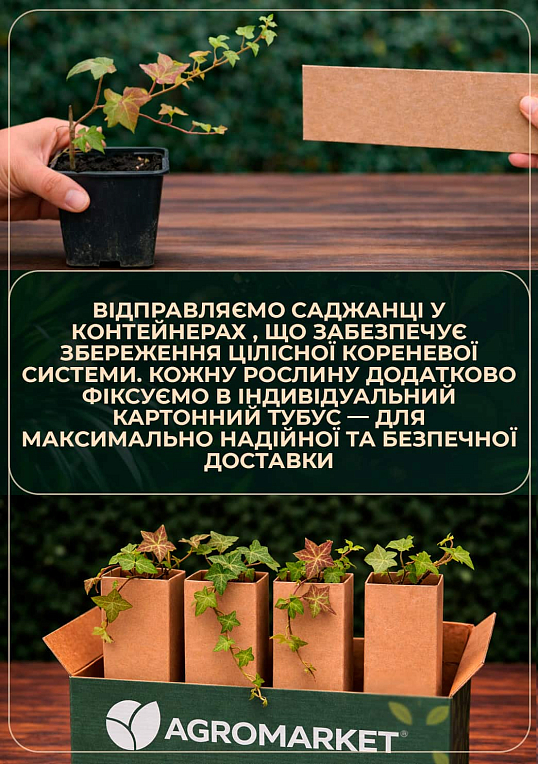 Плющ строкатий "Golden Jutte" контейнер Р9 - фото 3