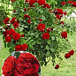 Роза штамбовая Спрей "Red cascade" (саженец класса АА+) высший сорт