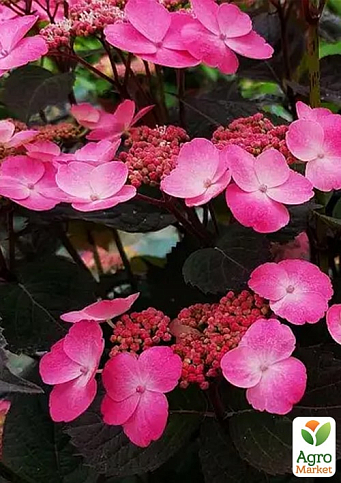 Гортензія пильчаста "Daredevil" (Hydrangea serrata 'Daredevil')