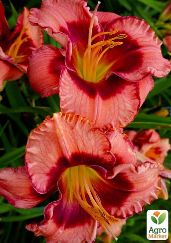 Лілійник "Dan Mahony" 1шт в упаковці