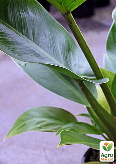 Филодендрон "Philodendron Imperial Green" дм 24 см вис. 80 см1