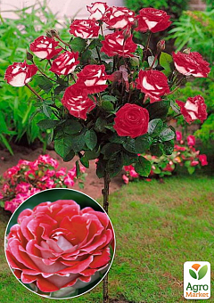 Троянда штамбова "Шона Кобленцерін" (Schöne Koblenzerin) (саджанець класу АА +) вищий сорт1