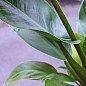 Филодендрон "Philodendron Imperial Green" дм 24 см выс. 80 см
