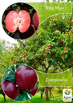 Дерево-сад Яблоня "Ред Мун+Джеромин" укорененный в контейнере (саженец 2 года)2