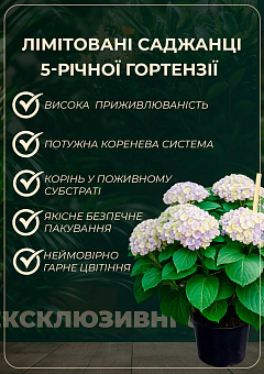 LMTD Гортензия macrophylla "Hot Red" 5-и летняя (высота 45-75см)23