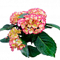 LMTD Гортензия махровая цветущая 2-х летняя "Elfy" (25-35см)  купить