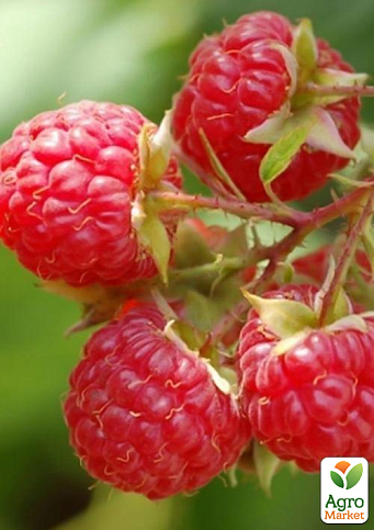 Малина "Недосяжна" (ремонтантний крупноплідний зимостійкий сорт) 1-річний саджанець - фото 2