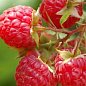 Малина "Недосяжна" (ремонтантний крупноплідний зимостійкий сорт) 1-річний саджанець купить