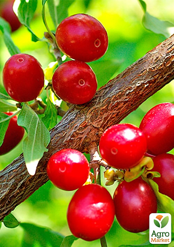 Кизил "Вавилівець" (середній термін дозрівання, великоплідний сорт)