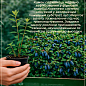 Жимолость "Синій птах" (ранній термін дозрівання, стійкий до осипання сорт)