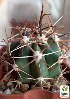 Кактус "Ферокактус" (Ferocactus emoryi) (Нидерланды)2