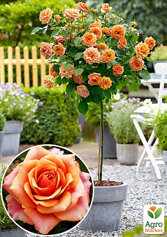 Ексклюзив! Троянда штамбова ніжно-персикова "Метелик" (Butterfly) (саджанець класу АА +, преміальний красивоцветущий сорт)