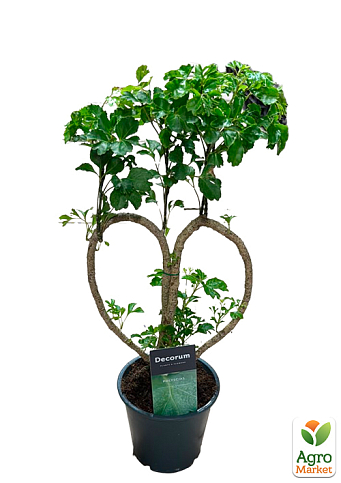 Бонсай "Polyscias Heart" высота 30-40см - фото 5